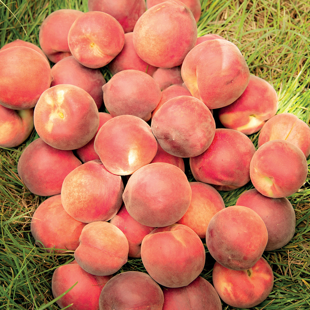 Purée de Pêche Blanche 4x1kg