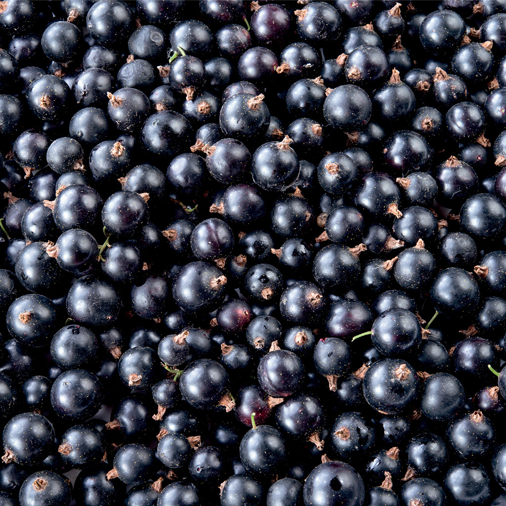 Schwarze Johanissbeerepüree 4x1kg