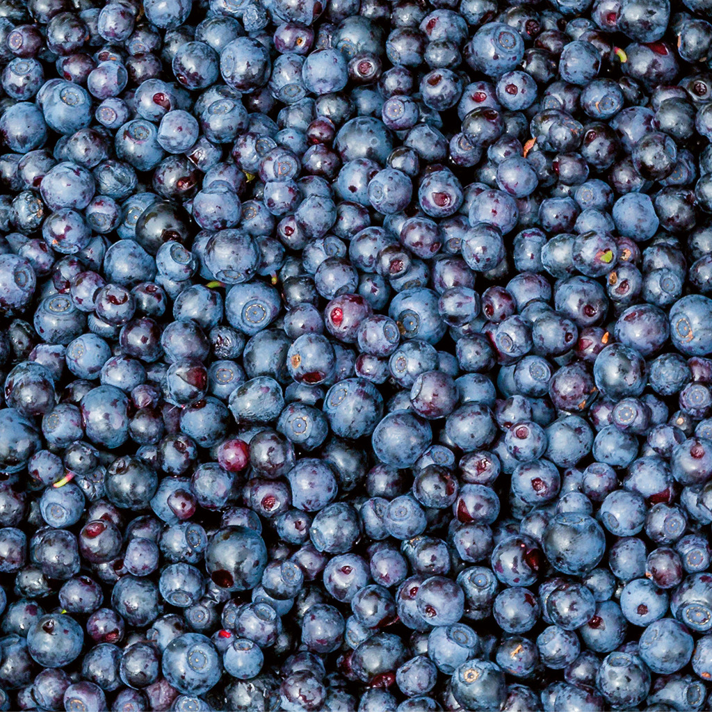 Pure de Myrtille Sauvage 4x1kg